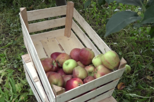 Rod jabuke u kraljevačkim selima