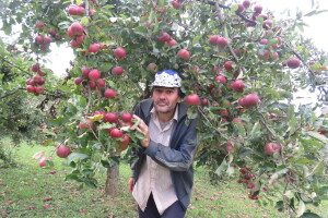 Rekordan urod jabuka