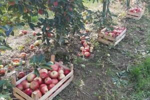 Dobar prinos i kvalitet jabuke, ali niska otkupna cena