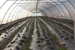 Letnja sadnja jagoda