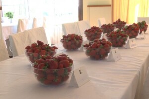 Jagode Alba najbolje od najboljih