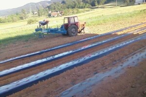 Jagode iz Gacke doline