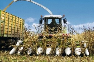 Kombajn Claas Jaguar 900/830