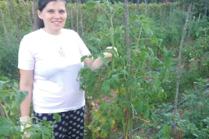 Otporne sorte paradajza