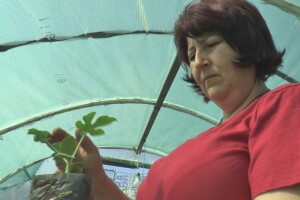 Kalemljenje lubenice