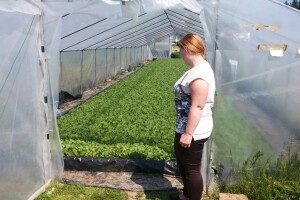 Sadnja duhana u okolici Slatine