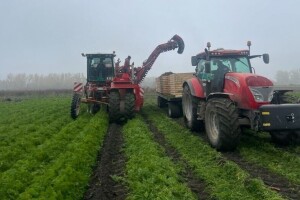 Jesenje vađenje šargarepe u Begeču