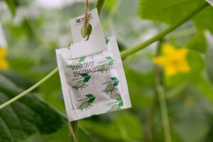 Rajčice iz staklenika