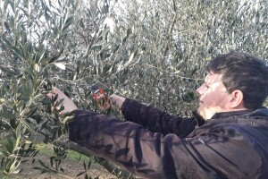 Josip Pavlica: Ne žuriti s rezidbom i gnojidbom maslina!