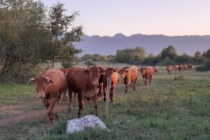 Stado limuzin goveda  Predraga Milojevića