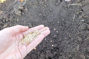 Kako Jakovčanke sade gradinu?