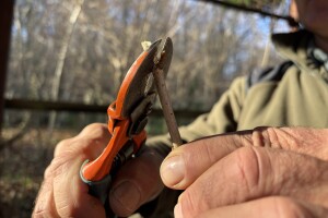 Osnove rezidbe za voćare početnike