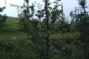 Ljetnja rezidba krušaka