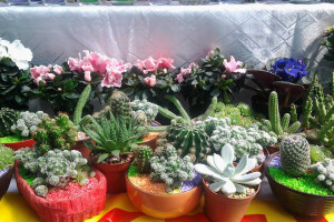 Iz ljubavi prema kaktusima razvila vlastiti posao