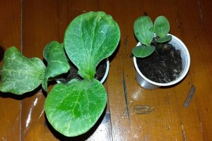 Kalemljenje lubenice na tikvu