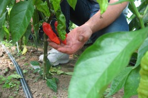 Najljuća papričica na planeti raste u Ćupriji
