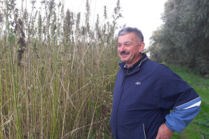 Muke Ive Kelića po konoplji