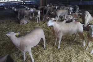 Il de France ovce na OPG-u Saše Horvata