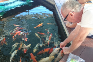 Koi šarani iz hobija