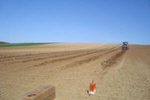 Novi nasadi na Banskoj kosi u Baranji