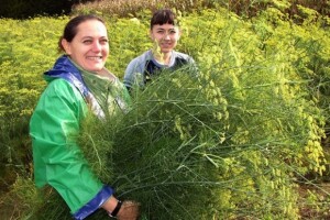 Samoniklo, ljekovito, začinsko i ukrasno bilje