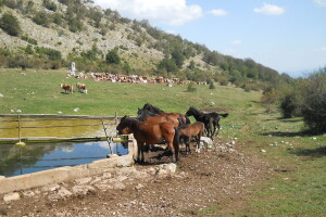 Krda konja i krava na ispaši na Suvoj planini