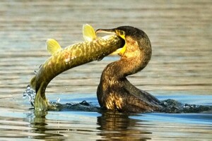 Ribnjak - problem sa kormoranima