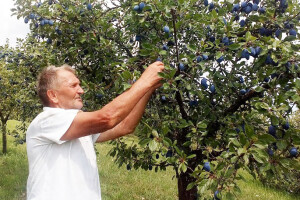 Obitelj Kos iz Vrbove