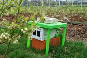 Oprašivanje borovnice bumbarima