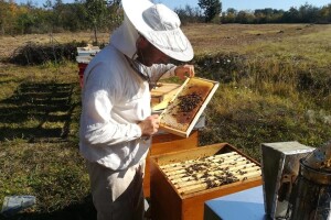 Otkupna cena meda u Srbiji najviša na planeti
