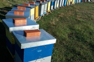 Pčelinji proizvodi OPG Krešić