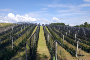 Prigorje voće d.o.o.