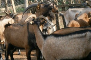 Farma koza u selu Kremenica