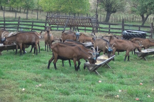 Koziji sir koji nema miris