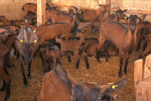 Uzgoj koza i koziji sir