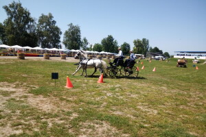 Osuđena lica rade s lipicanerima