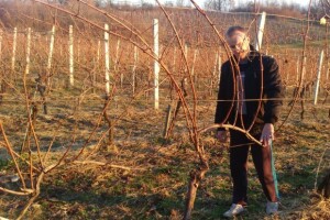 Mlad i uspješan vinogradar i vinar