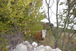 Krave lutalice pobrale masline