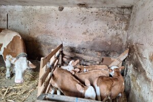 Krava Beba otelila četiri teleta