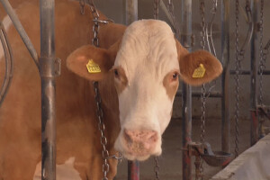 Krava Ida - apsolutni šampion izložbe u Lajkovcu