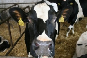 Gospodarstvo Zofie i Witolda Rudnik