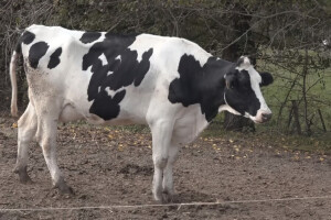 Mladi stočar Nemanja Žujović