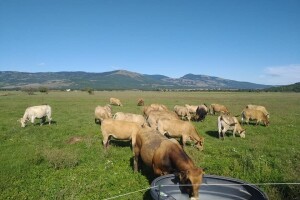 Ekološka stočarska farma "Angus"