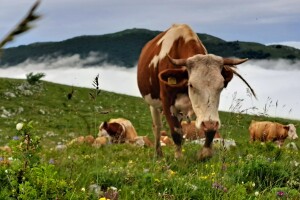 Ogrevno drvo za sve kupce, a sir po naruždbini i samo za stalne mušterije