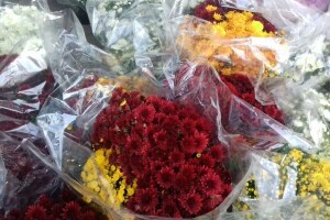 Krizanteme i multiflore s OPG-a Friščić