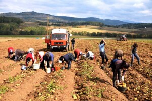 Vađenje krompira u Borikama