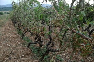 Tuča poharala benkovačko područje