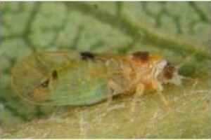 Kruškina buha i kako protiv nje?