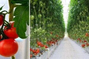 Križevački KTC traži kooperante krastavaca kornišona