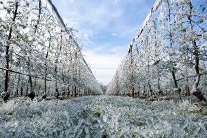 Impresivni prizori zaleđenog voćnjaka Marka Kudeca